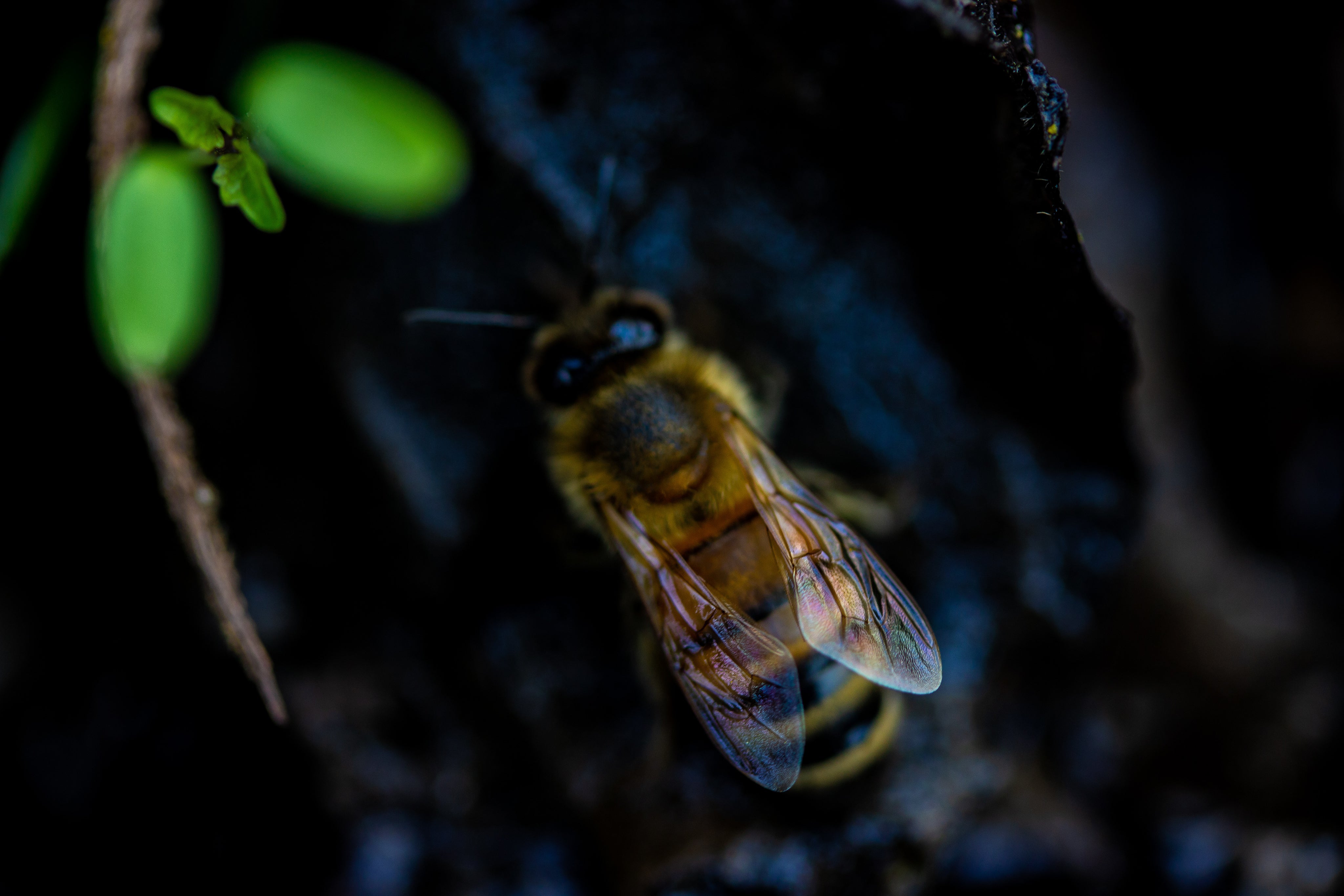 Close-up of a honey bee on a branch