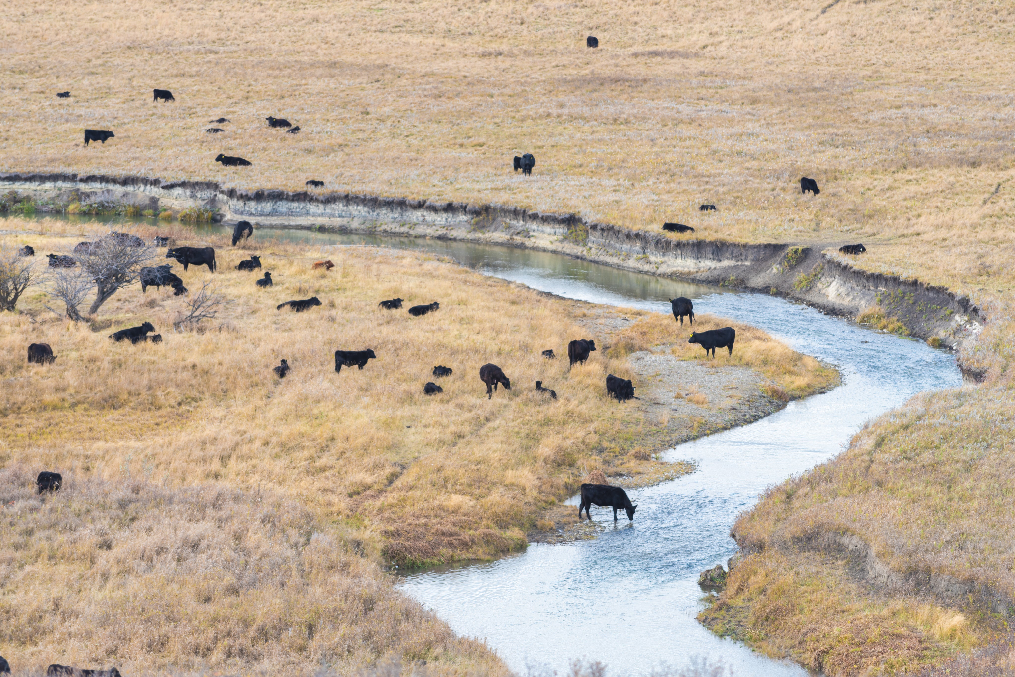 Cattle grazing beside a winding creek in open grassland
